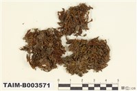 藏品(叢苔科)的圖片